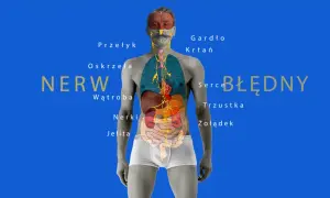 Anatomia człowieka z zaznaczonymi organami i układem nerwowym. Co to jest nerw błędny? Wyjaśnienie jego roli w ciele.
