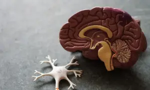 Model mózgu i neuron. Udar mózgu może prowadzić do zaburzeń percepcji, takich jak urojenia po udarze mózgu.