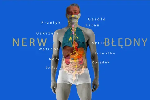 Anatomia człowieka z zaznaczonymi organami i układem nerwowym. Co to jest nerw błędny? Wyjaśnienie jego roli w ciele.