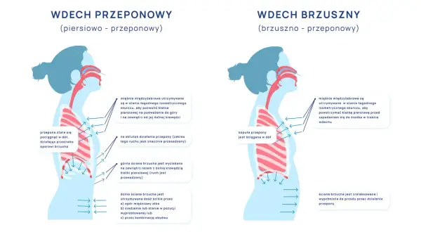 Ilustracja pokazuje dwa rodzaje wdechu: piersiowo-przeponowy i brzuszno-przeponowy. Wdech przeponowy angażuje przeponę, która obniża się, rozszerzając klatkę piersiową.