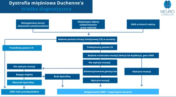 Schemat diagnostyczny dystrofii mięśniowej Duchenne'a: od objawów, przez badania CK, po analizę mutacji genu DMD.