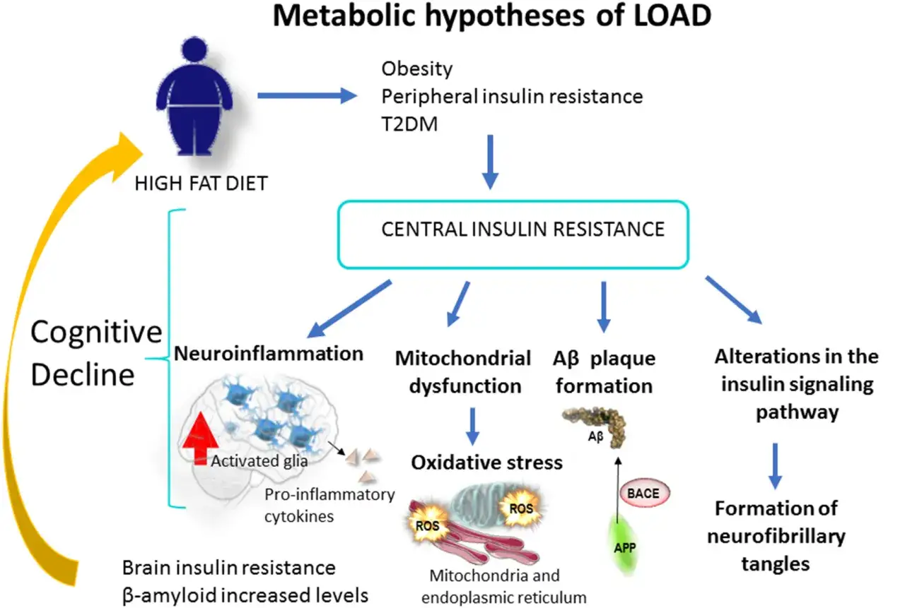 Schemat przedstawia hipotezy metaboliczne LOAD, w tym cukrzycę typu 3, prowadzącą do spadku funkcji poznawczych przez centralną insulinooporność.
