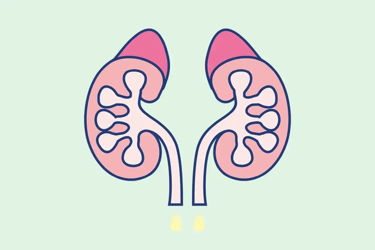 Dwa nerki z nadnerczami, z których wypływają krople. Ilustracja przedstawia działanie hormonu antydiuretycznego.