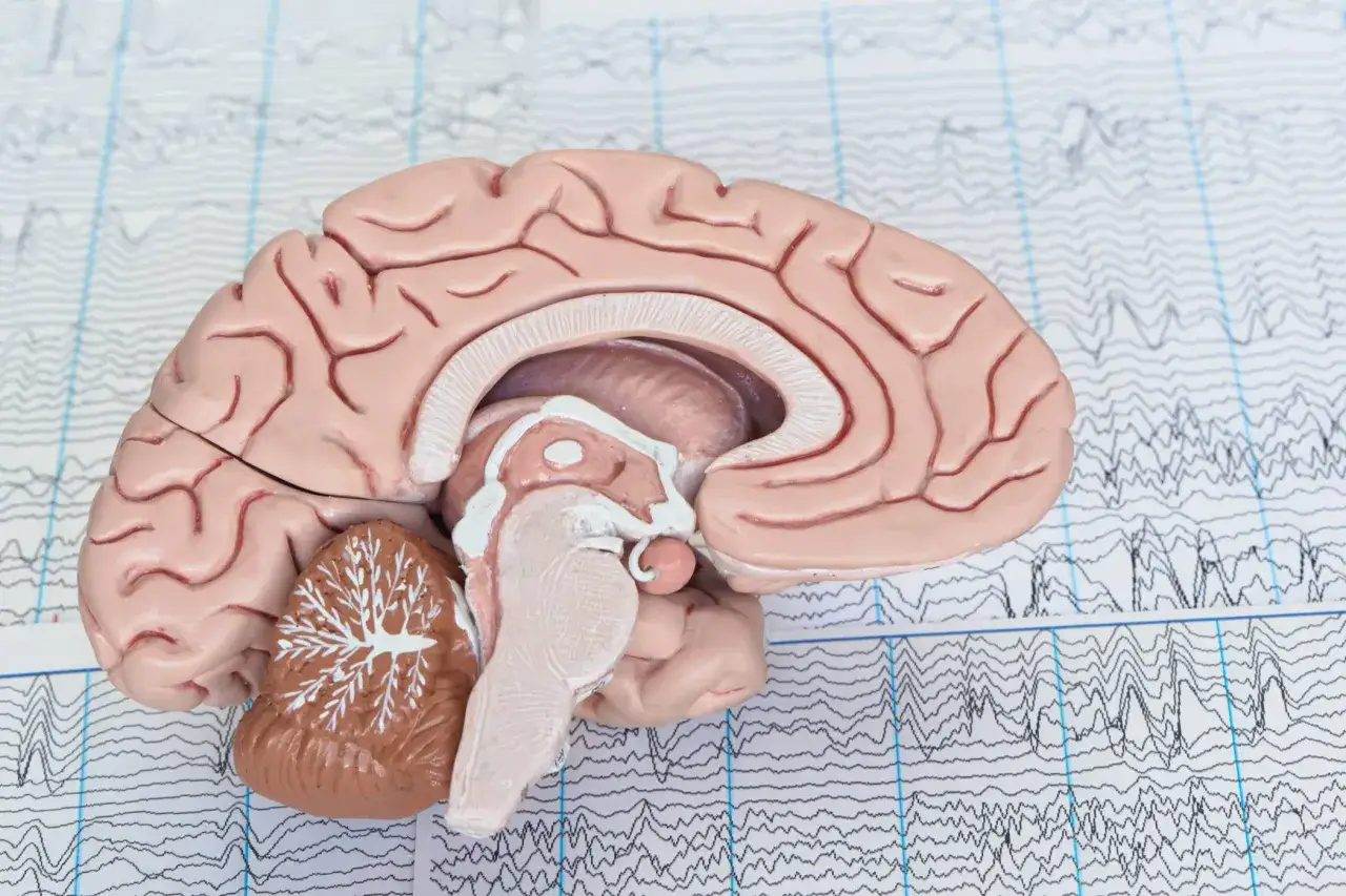 Model mózgu na tle zapisu EEG, symbolizujący badania nad łagodnymi zaburzeniami poznawczymi.