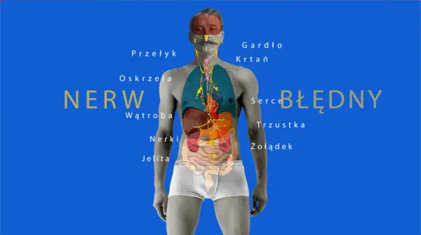 Anatomia człowieka z zaznaczonymi organami i układem nerwowym. Co to jest nerw błędny? Wyjaśnienie jego roli w ciele.