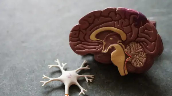 Model mózgu i neuron. Udar mózgu może prowadzić do zaburzeń percepcji, takich jak urojenia po udarze mózgu.