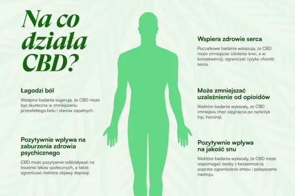 Grafika przedstawia sylwetkę człowieka i opisuje pozytywne działanie CBD: łagodzi ból, wspiera serce, może zmniejszać uzależnienia, wpływa na zdrowie psychiczne i jakość snu.